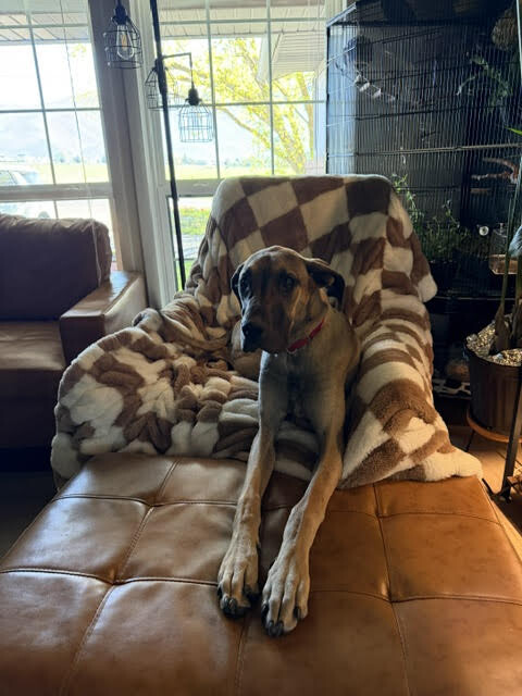 Picture of the Animal Listed